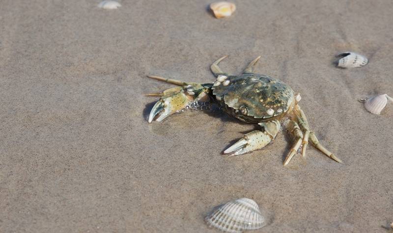 Buat Warga Terkejut Ribuan Makhluk Laut Terdampar Mati Di Pantai Inggris