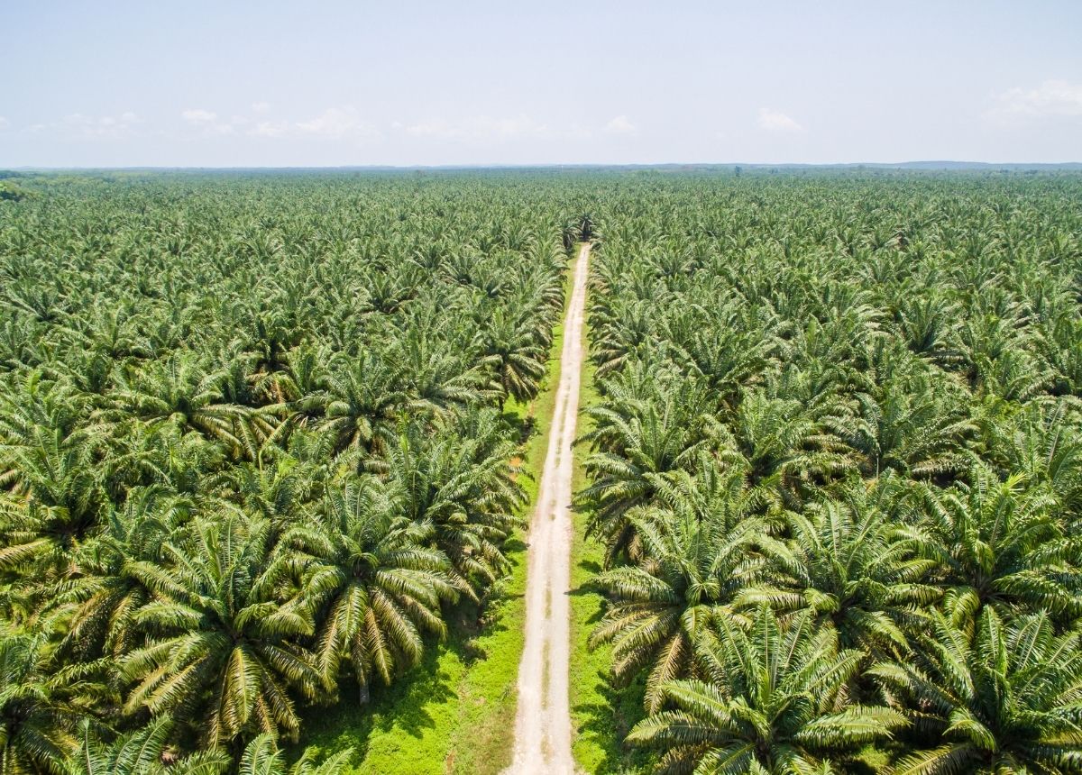 10 Kabupaten Kota Dengan Perkebunan Kelapa Sawit Terluas Di Sumbar