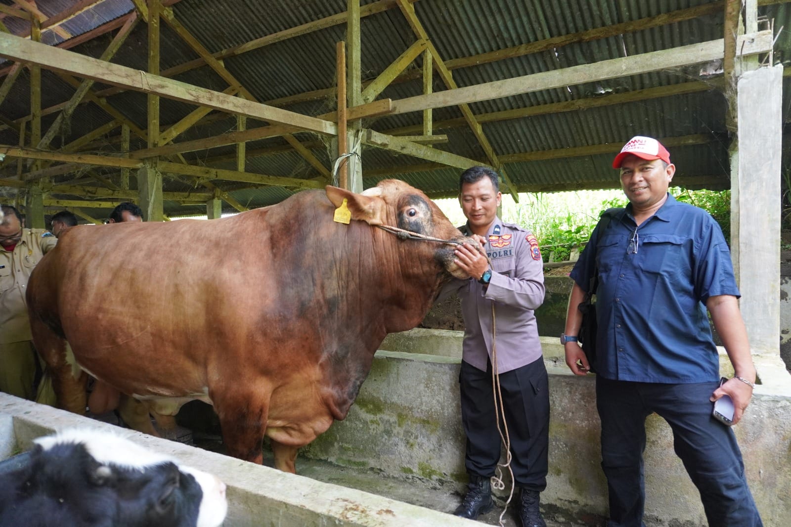 Presiden Resmi Beli Sapi Asal Padang Panjang Jadi Hewan Kurban Di Sumbar