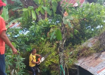 Petugas BPBD Kota Padang memotong pohon yang tumbang ke rumah warga. (Foto: BPBD Padang)