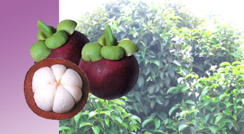 Seminggu Setelah Dibuka, Ekspor Manggis Sumbar ke Cina Capai Rp.1,44 Miliar