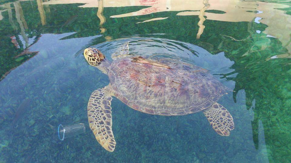 Sosialisasi Satwa Dilindungi ke Nelayan: Jangan Bunuh Penyu dan Buaya