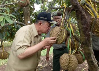 Wakil Gubernur Nasrul Abit mencium bau buah durian yang dikembangkan di Balitbu, Solok. (Foto: Humas Pemprov)