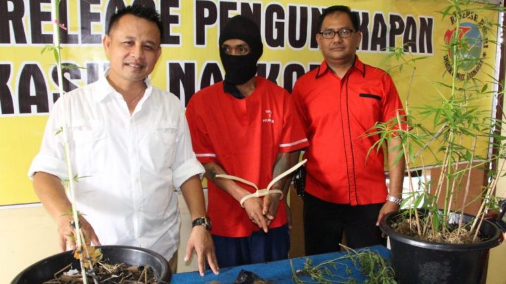 Keluar Penjara, Residivis Tanam Ganja di Belakang Rumah