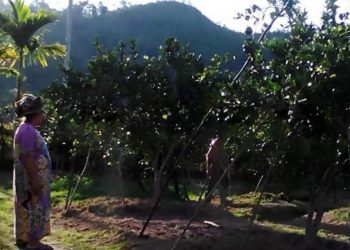Kebun jeruk warga Nagari Setara Nanggalo. (Foto: pesisirselatankab.go.id)