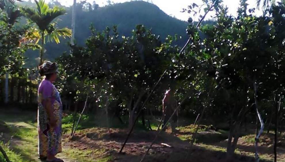 Ganti Sawit dengan Jeruk, Nagari Setara Nanggalo Potensial untuk Agrowisata