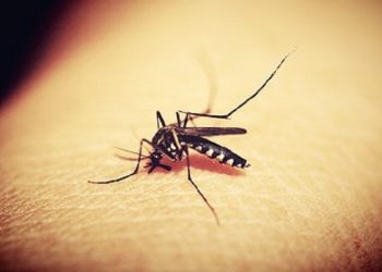 Nyamuk demam berdarah. (Foto: pixabay.com)