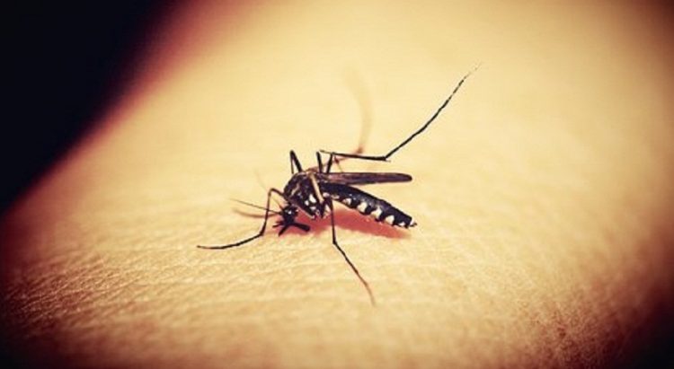 Nyamuk demam berdarah. (Foto: pixabay.com)