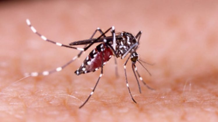 Nyamuk Aedes agypti penyebab DBD