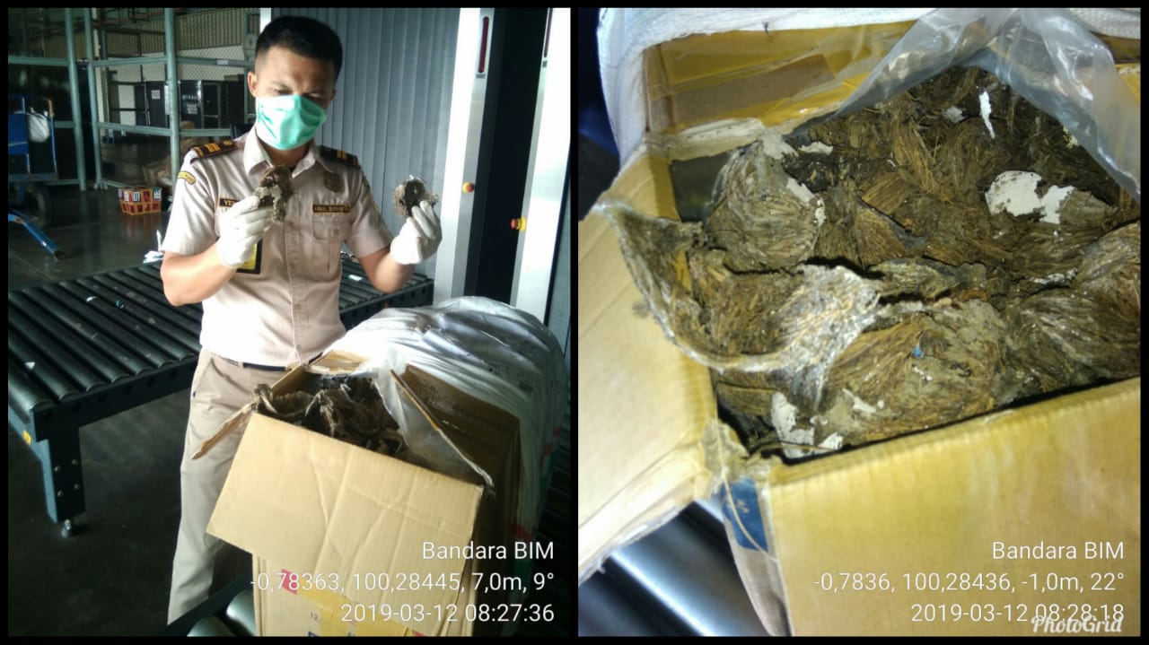 Tak Lapor Karantina, Sarang Burung Sriti Gagal Terbang dari BIM