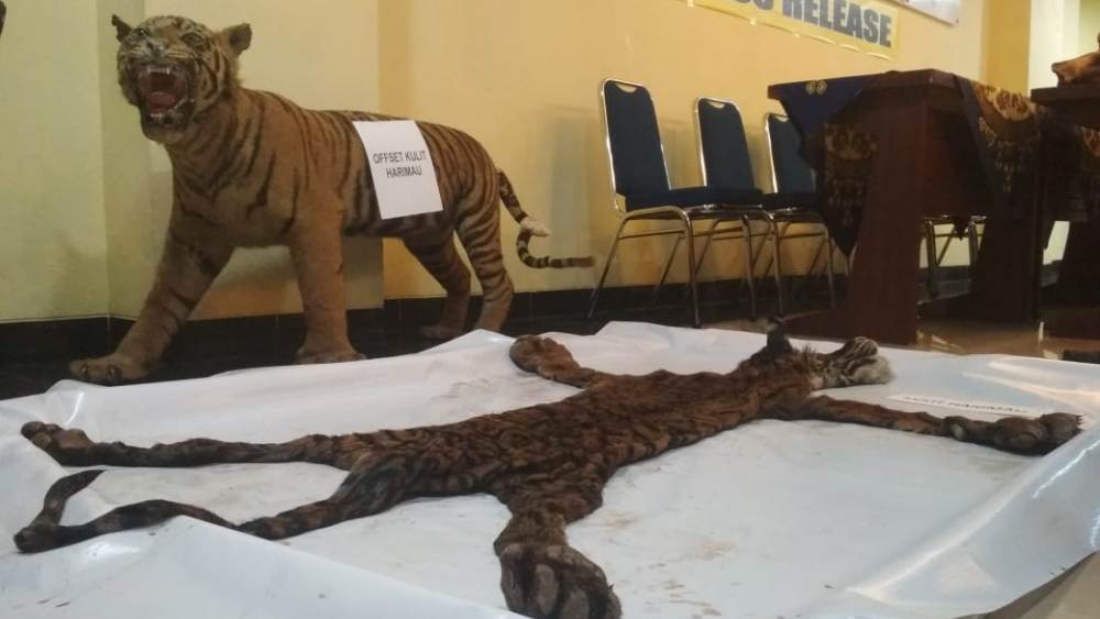 Masih Diburu, Harimau Sumatra Tinggal 600 Ekor