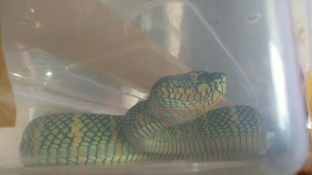 Ditulis Keripik Rendang, Ular Berbisa Diamankan di Bandara Minangkabau