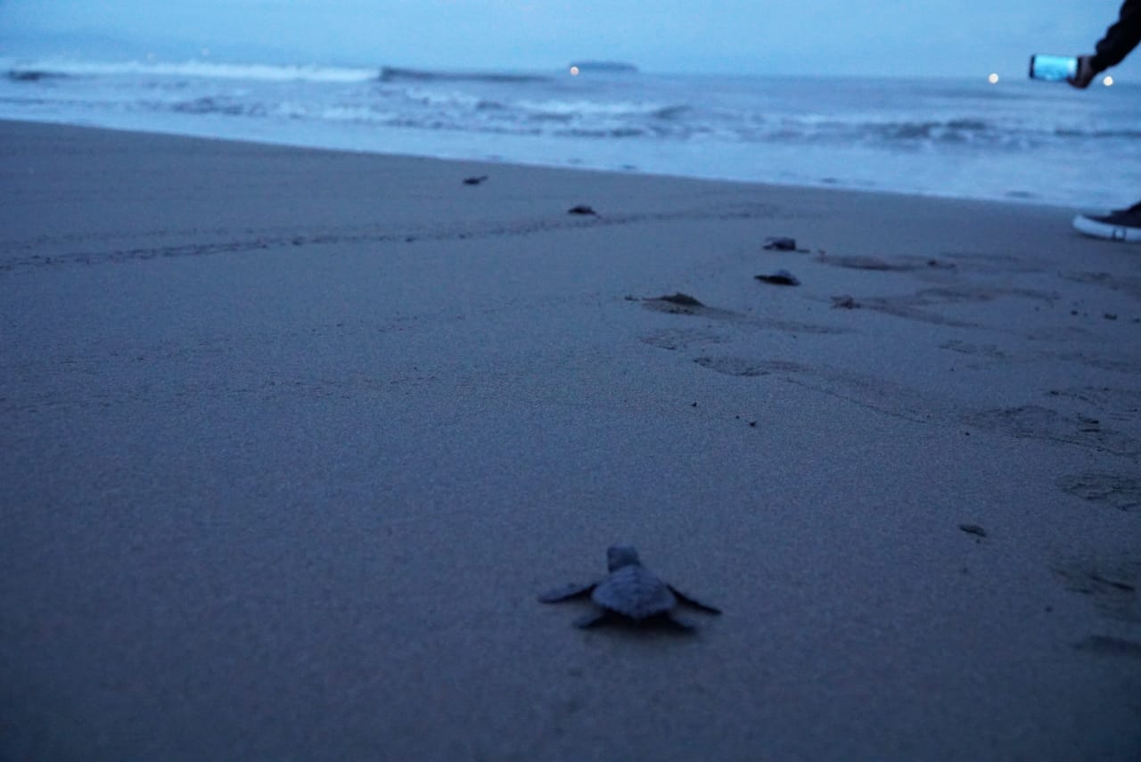 Tindak Tegas Penjual Penyu, Jaga Habitatnya di Laut Padang