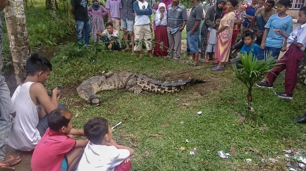Usai Ditangkap Warga Agam, Buaya Sepanjang 3 Meter Dilepas Lagi