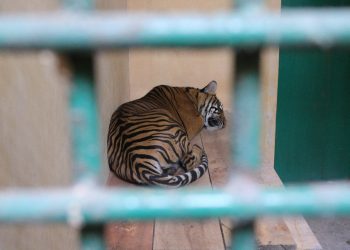 Harimau Sumatra di Taman Satwa Kandih (Humas Pemko Sawahlunto)