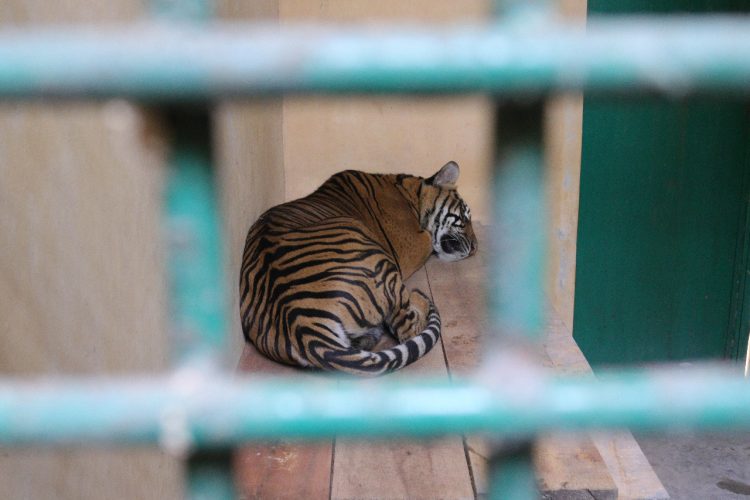 Harimau Sumatra di Taman Satwa Kandih (Humas Pemko Sawahlunto)