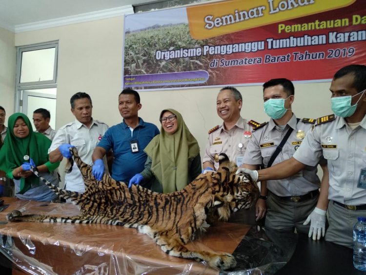 Kulit Harimau Sumatra yang gagal diselundupkan ke Jakarta (Irwanda/langgam.id)