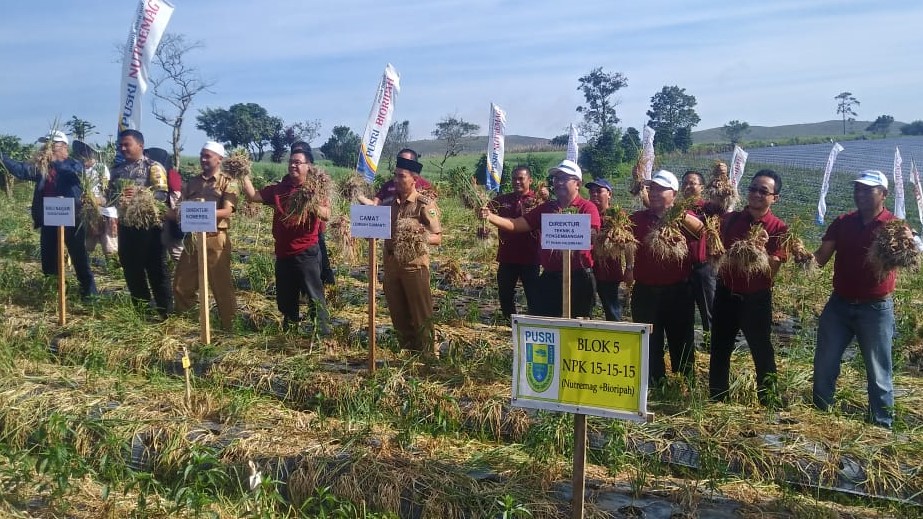 Tingkatkan Produksi, Pusri Edukasi Petani Bawang Merah Lembah Gumanti