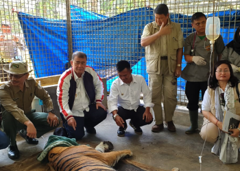 Dua harimau Sumatra dilepasliarkan (ist)
