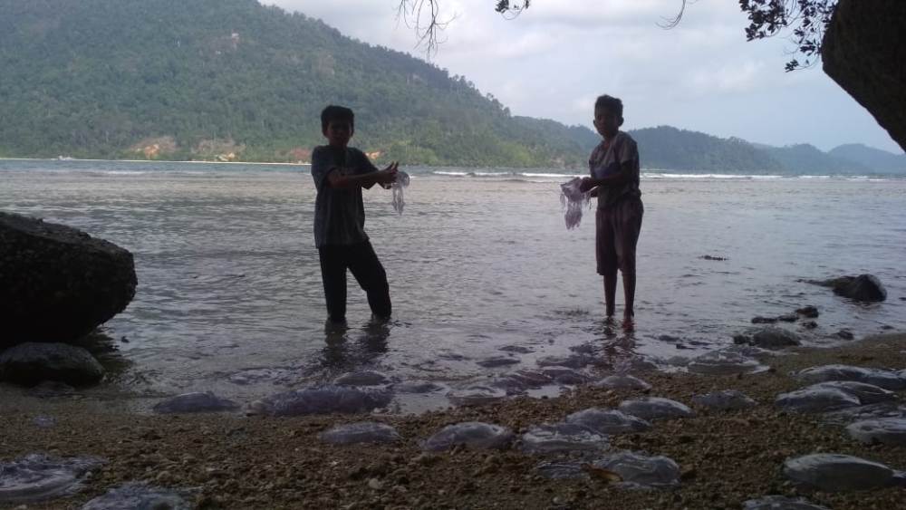 Ribuan Ubur-Ubur Terdampar di Pantai Sungai Pisang Hingga Mandeh