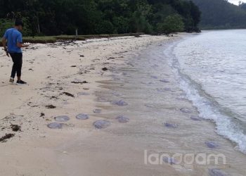 Ubur-ubur penuhi Pantai Sungai Pinang, Kecamatan Koto XI Tarusan, Kabupaten Pesisir Selatan. (Foto: Irwanda)