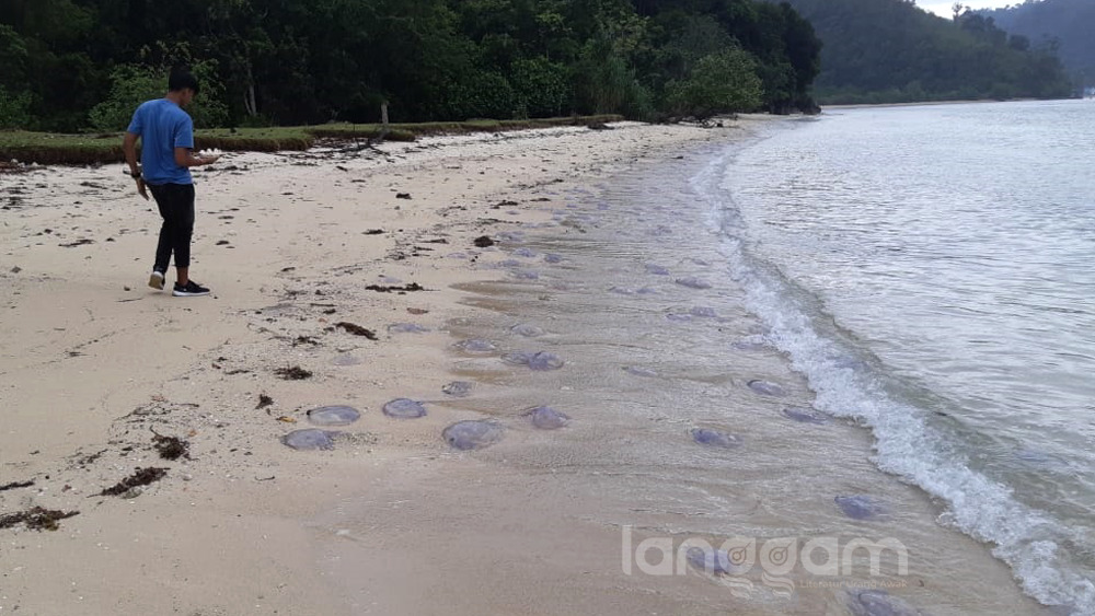Banyak Ubur-Ubur di Laut Pesisir Selatan, Tangkapan Ikan Nelayan Berkurang
