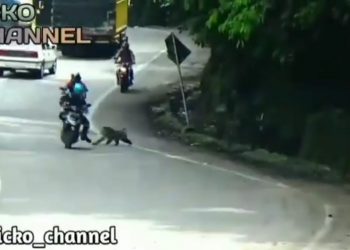 Beruk saat menyerang pengendara di jalur Sitinjau Lauik. (Foto: screenshot akun IG picko_channel)