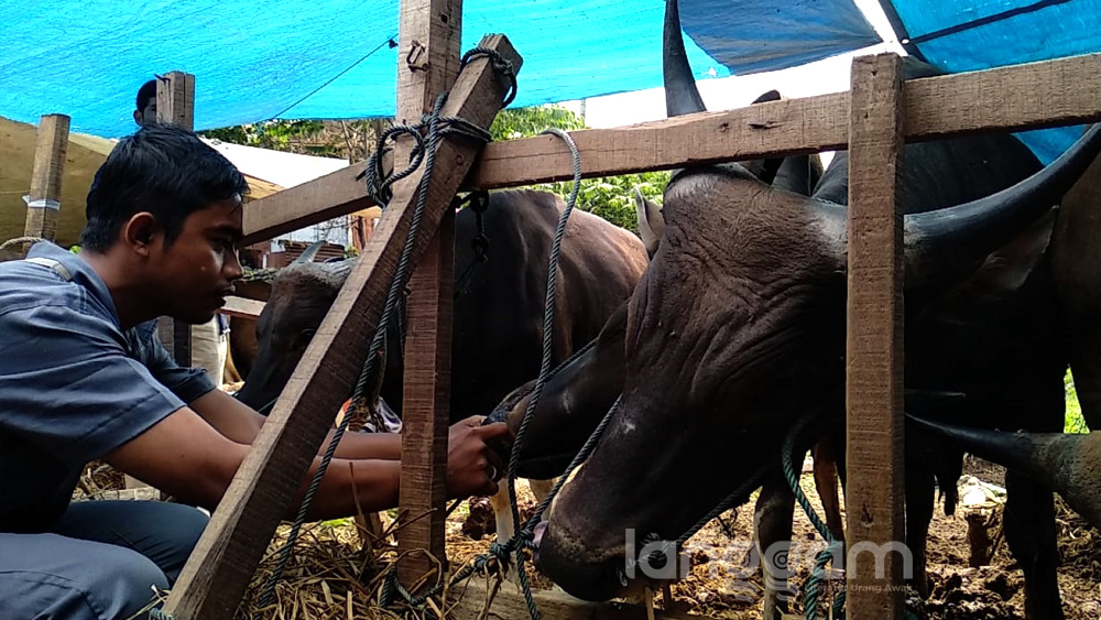 Pemerintah Jamin Ketersediaan Hewan Kurban