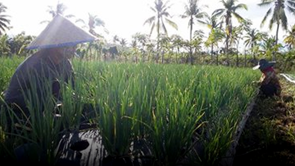 Pemkab Pessel Targetkan Bawang Merah Jadi Komoditi Andalan