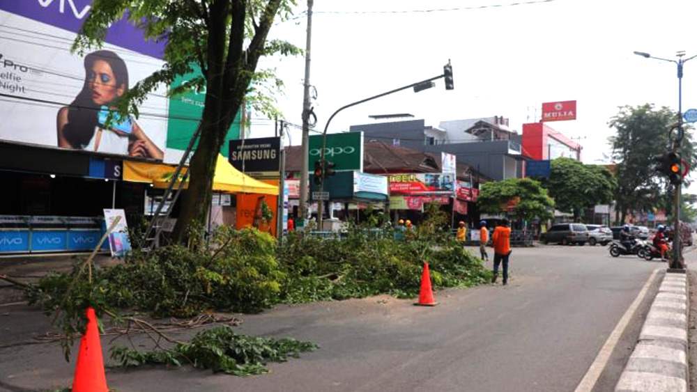 Antisipasi Puting Beliung, Pemko Payakumbuh Tebang Pohon Pelindung Usia Tua