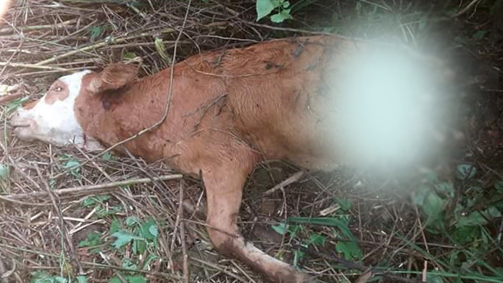 Sapi Mati Diterkam Harimau Sumatra