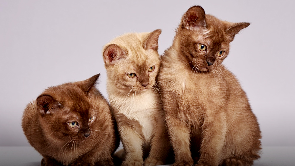 Kontes Kucing Peliharaan Akan Meriahkan Finish TdS 2019 Etape 1