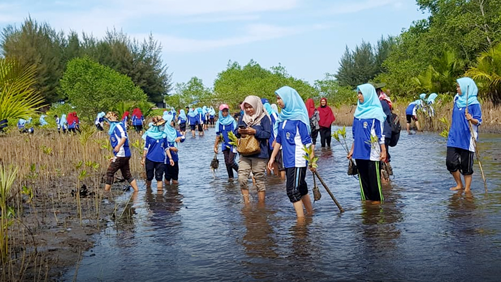 Hutan Mangrove di Kota Pariaman Akan Dijadikan Kebun Raya