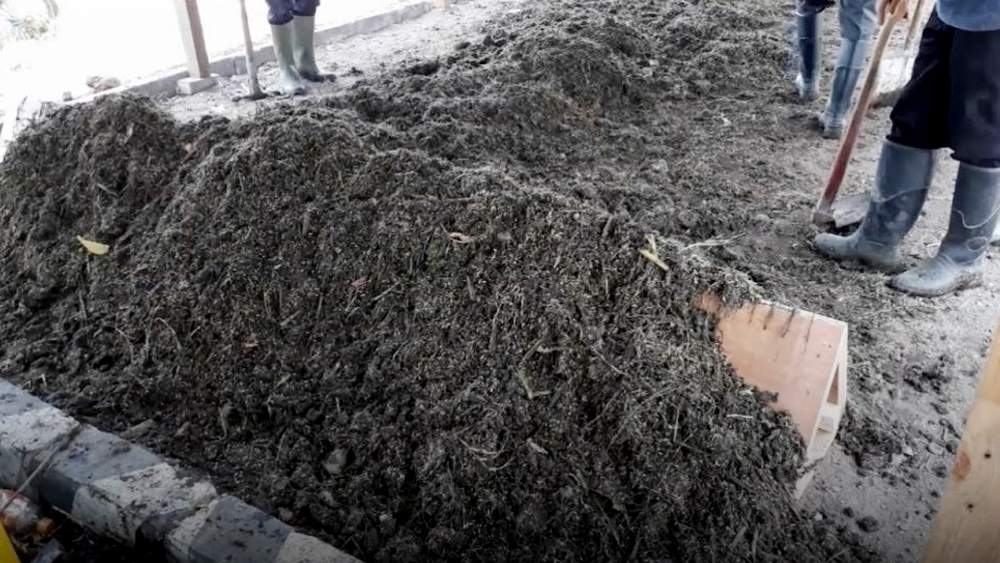 Hemat Biaya Produksi, Pemkab Pessel Ajak Masyarakat Gunakan Pupuk Organik