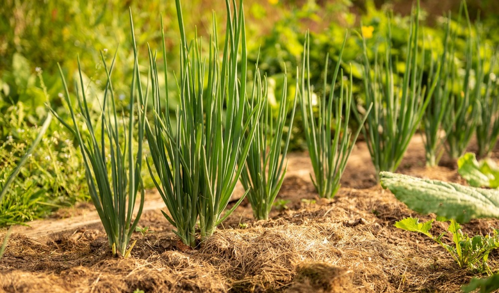 Antisipasi Impor, Dinas Pertanian Ajak Petani di Tanah Datar Tanam Bawang
