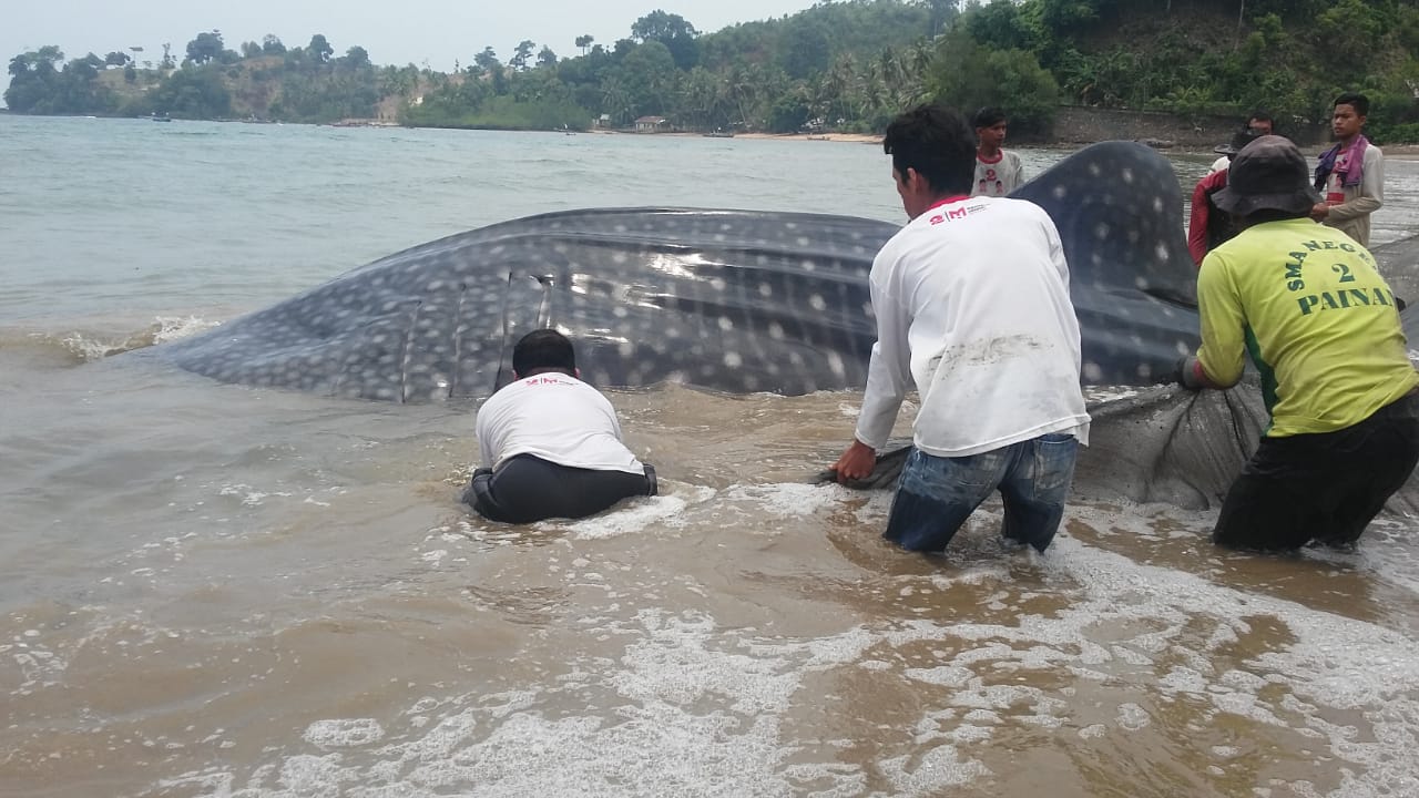 BPSPL Selidiki Kematian Hiu Paus di Pesisir Selatan