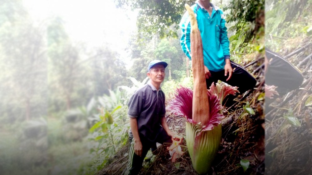 Bunga Bangkai Ditemukan di Pesisir Selatan
