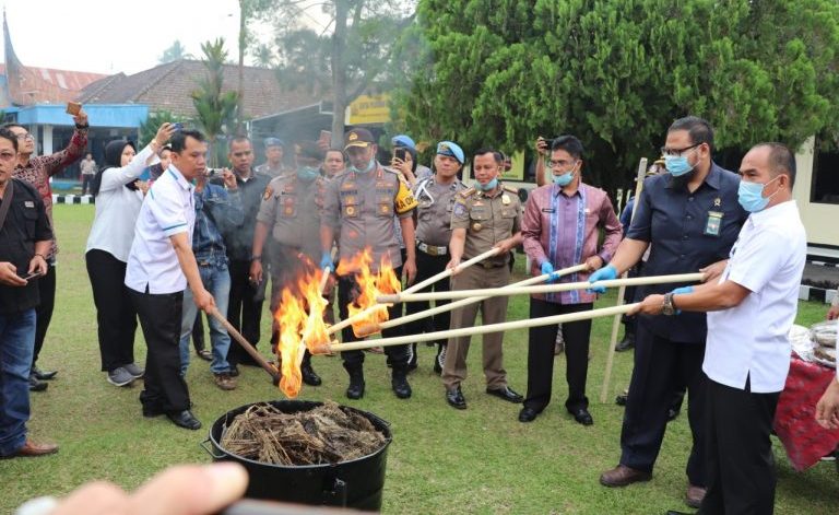 Barang Bukti Ganja Dimusnahkan di Polres Payakumbuh