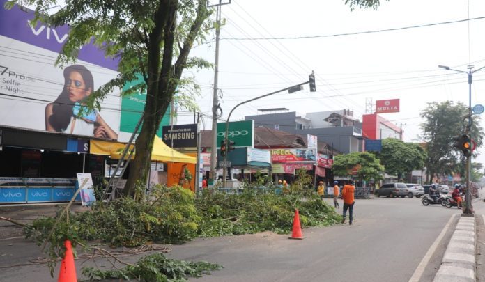 Perwako Payakumbuh Atur Sanksi untuk Perusak Pohon Pelindung
