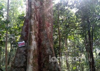 Salah satu pohon besar di Rimbo Tolang, Dharmasraya. (Foto: Irwanda)