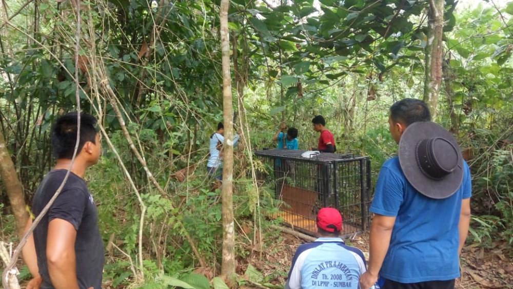 Ternak Warga Mati Diterkam di Pasaman, BKSDA Pasang Perangkap