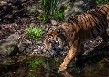 3 Harimau Berkeliaran, BKSDA Minta Warga 4 Nagari di Solok untuk Waspada