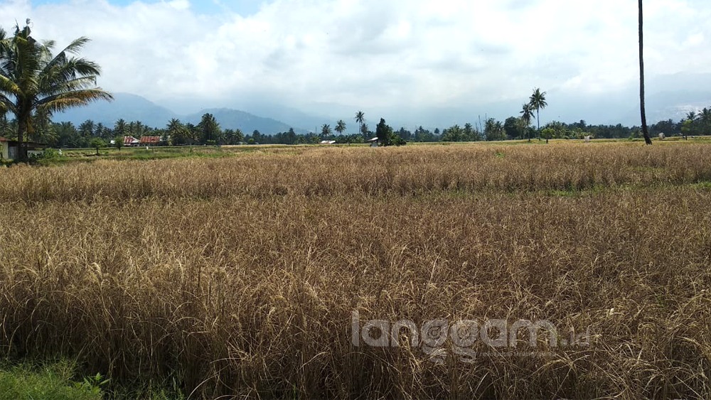 Diserang Hama Wereng, Puluhan Hektare Sawah di Padang Gagal Panen