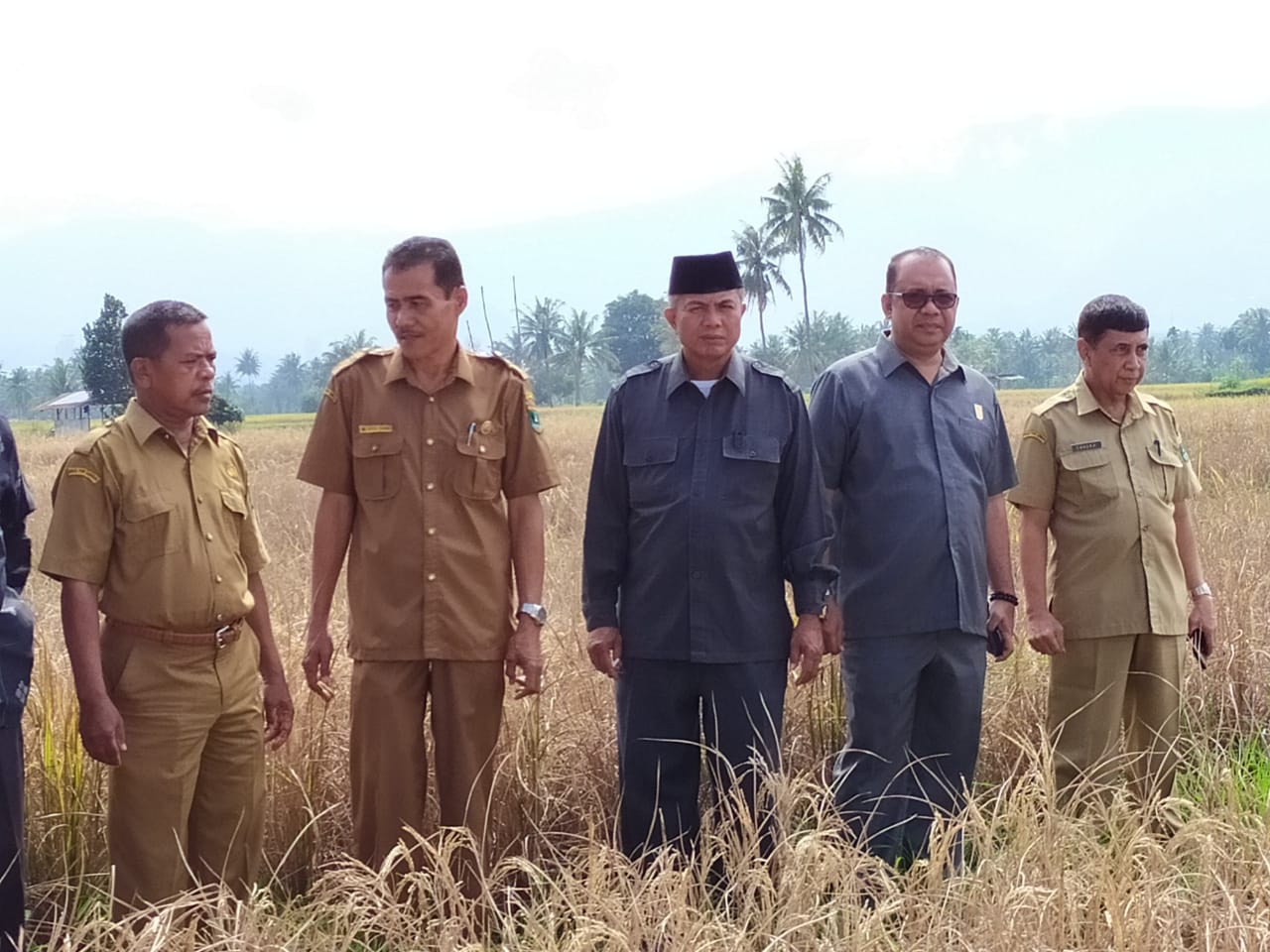 Sawah Petani Padang Diserang Hama Wereng, Ini Janji Komisi IV DPRD Sumbar