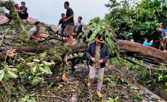 Prioritas, Jalan Sudah Dibersihkan dari Pohon Beringin Tumbang di Payakumbuh