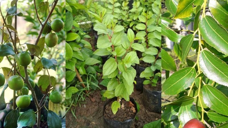 DLH Sumbar Susun Buku Profil Kehati, Targetkan Selesai Tahun Ini