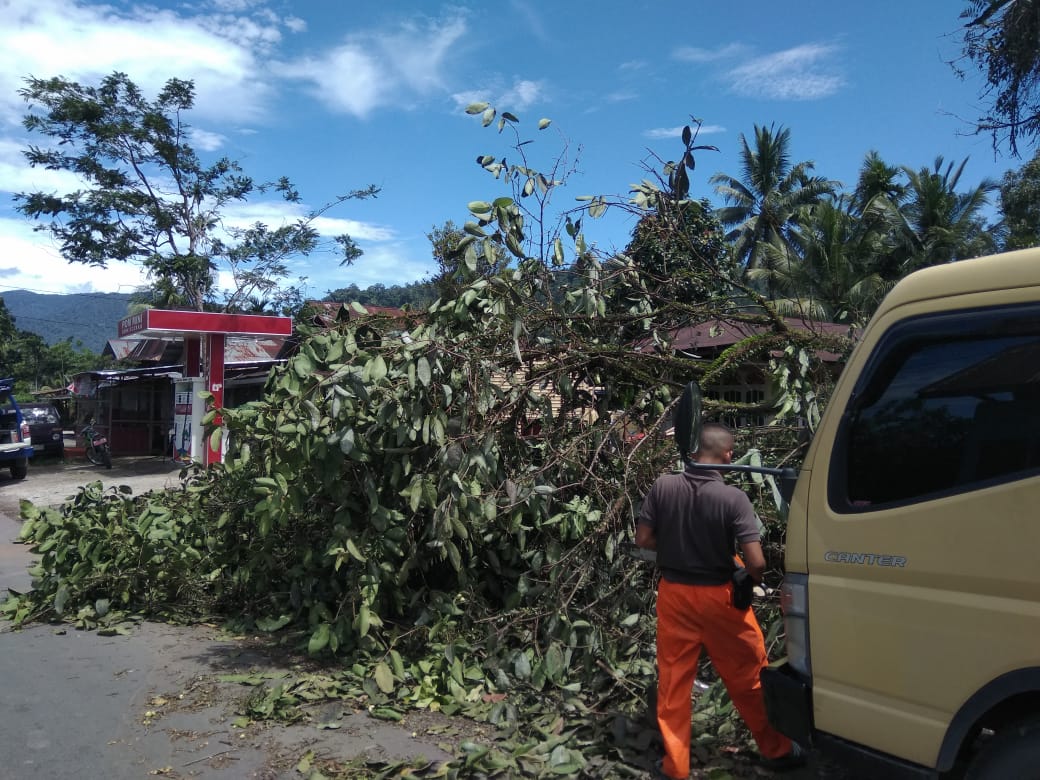 Belasan Pohon Tumbang Timpa Rumah Warga Padang