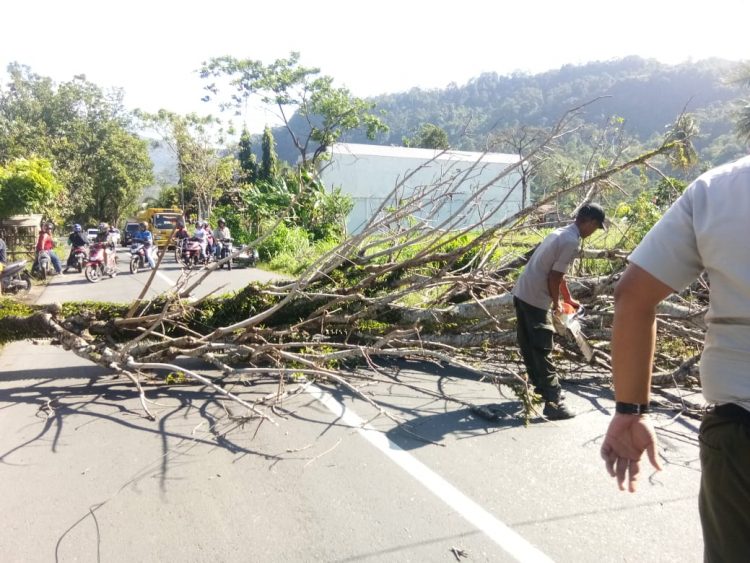 Petugas BPBD Padang saat membersihkan pohon tumbang. (Foto: BPBD Kota Padang)