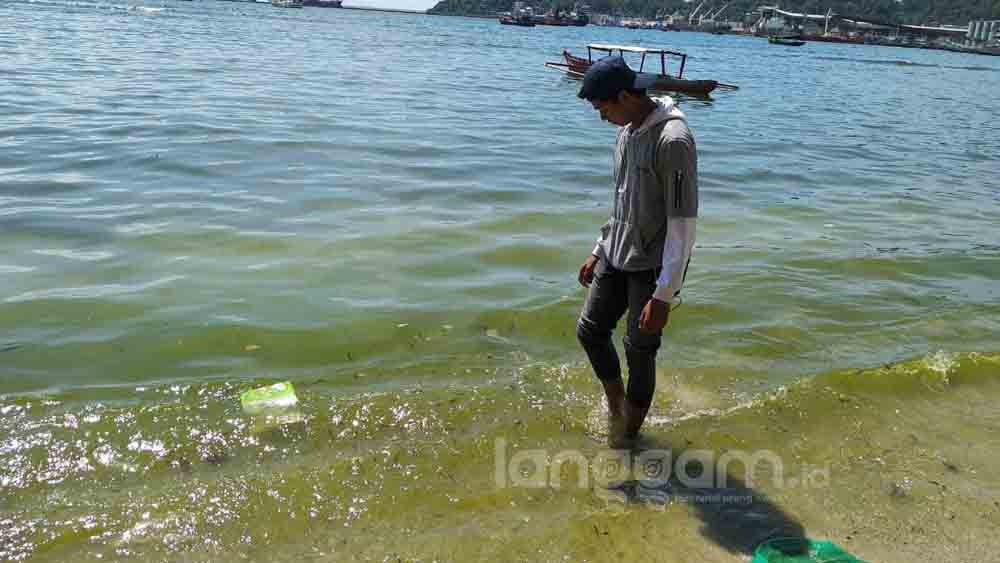 Air laut di pantai Bungus Padang berubah jadi hijau