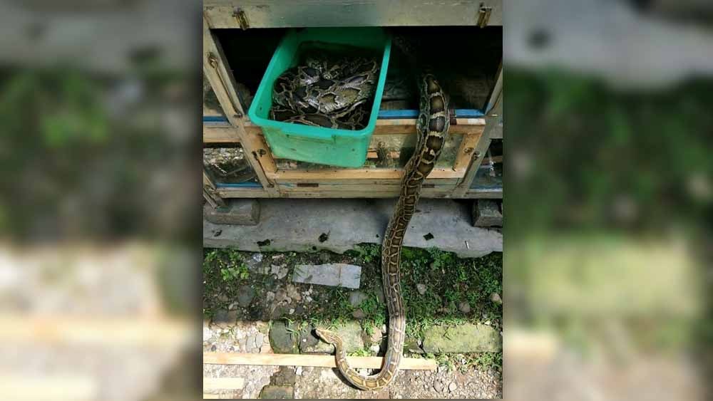 Habitat Ular di Padang